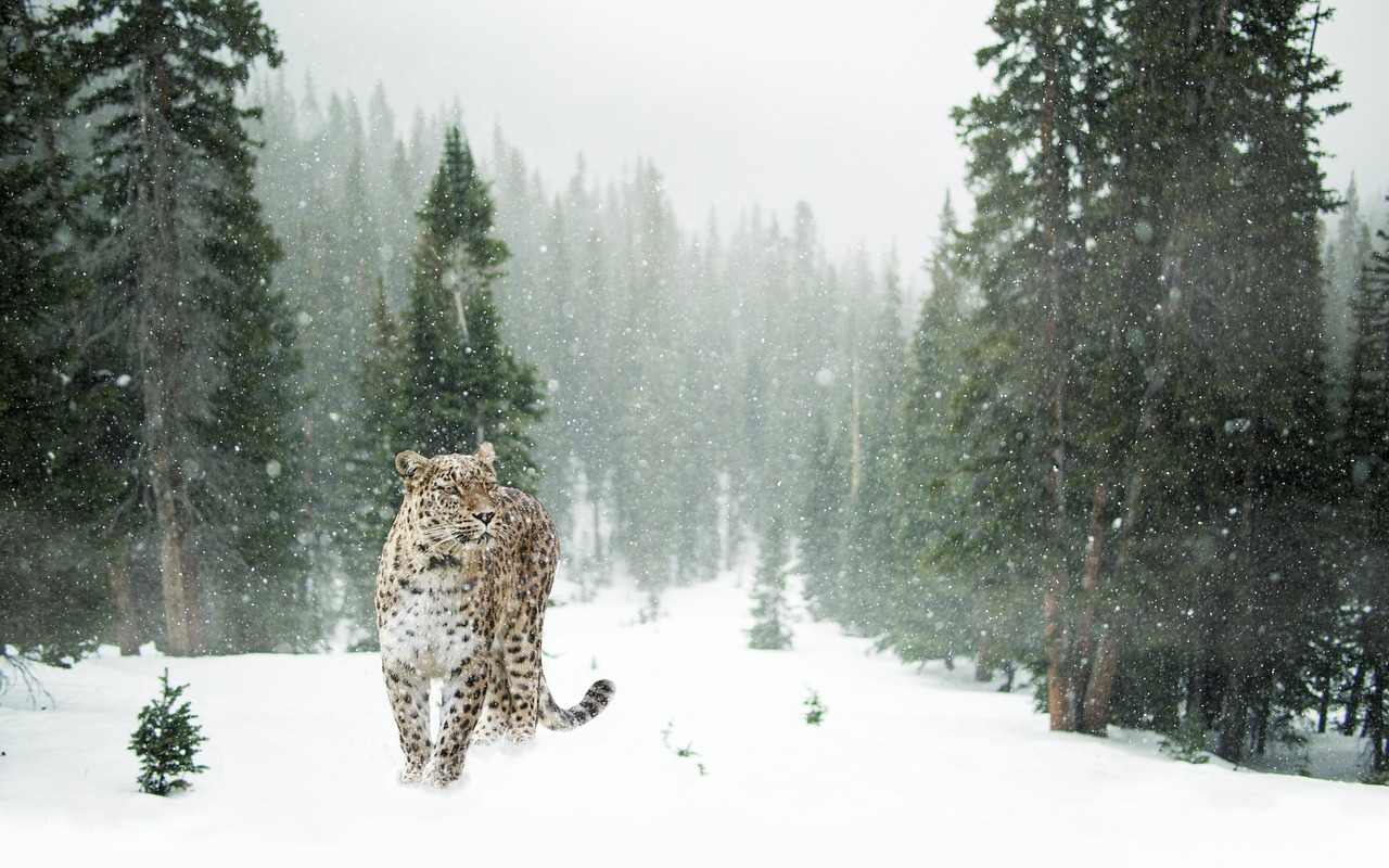 First ever survey puts India’s snow leopard count at 718