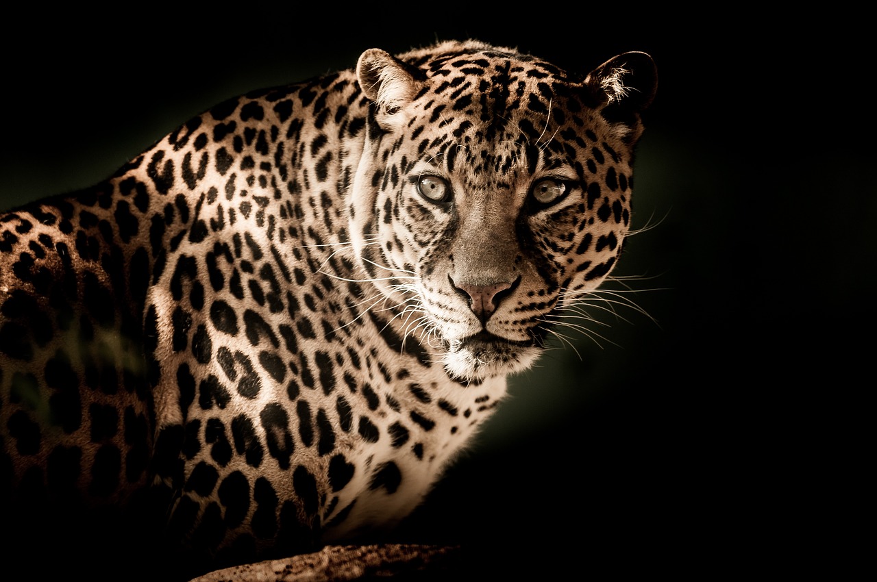 Leopard numbers show 8% rise from 2018 to 2022