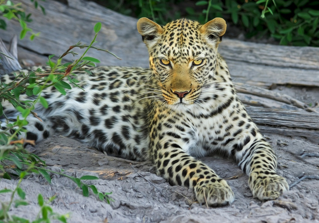 2022 Status of Leopards in India