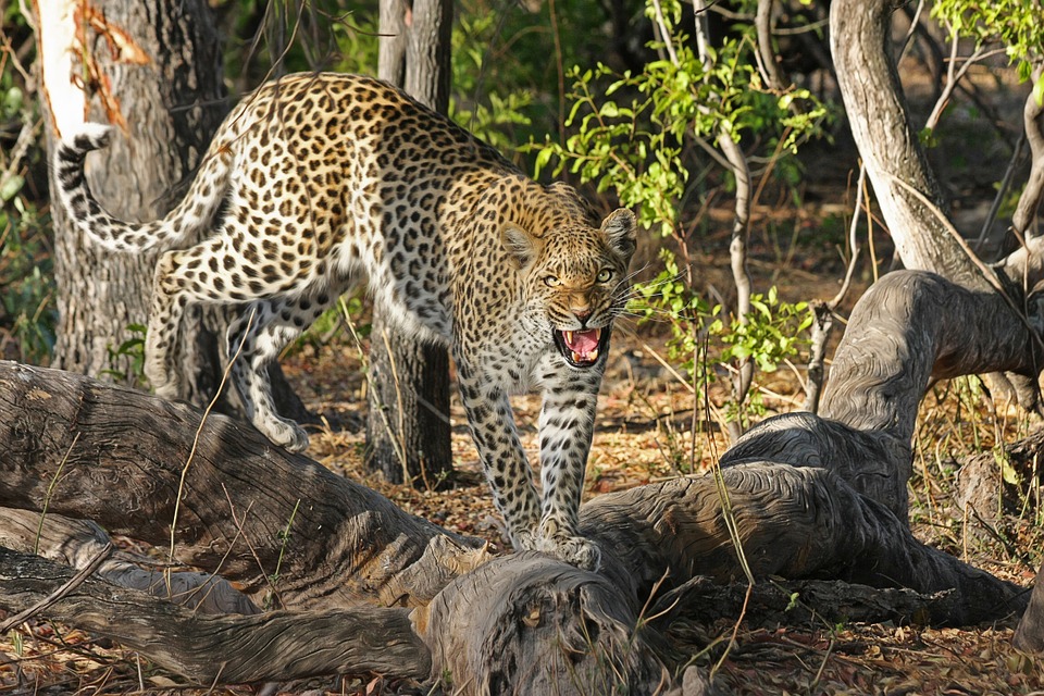 Leopard population tracking gets new approach