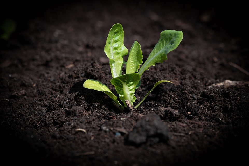 Soil microbes can make for a greener revolution