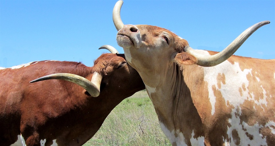 Cow hugging