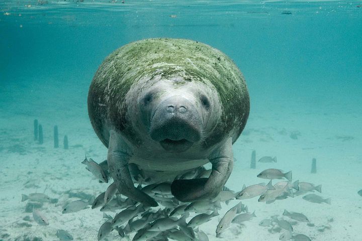 COP15 Montreal: Abalone, dugong, pillar coral threatened with extinction