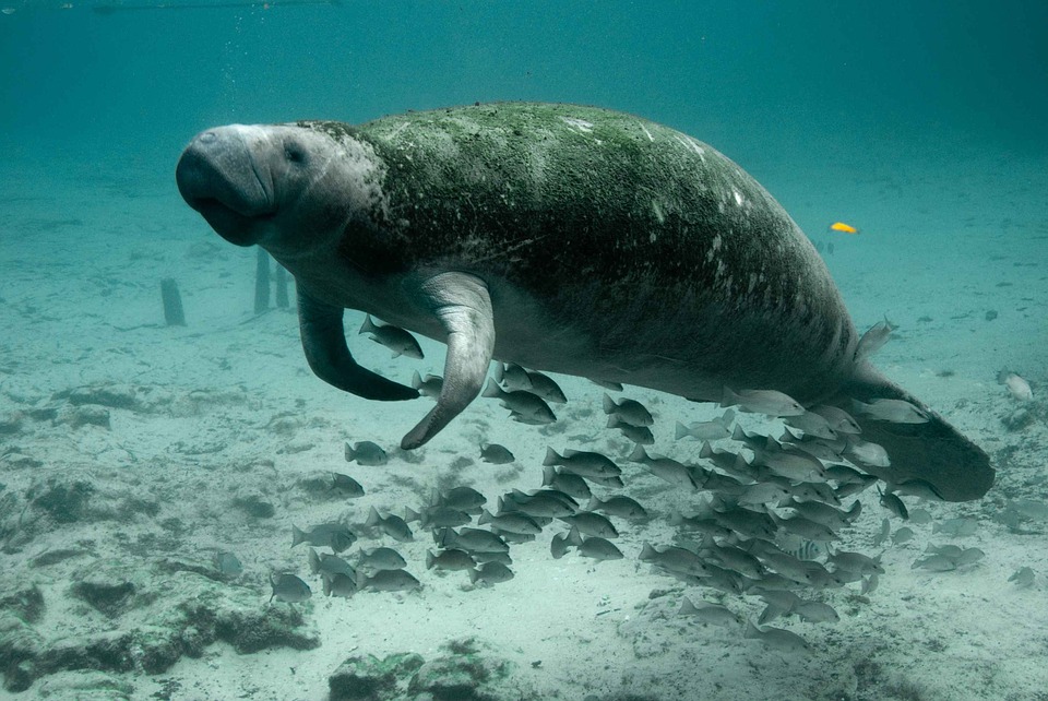 Tamil Nadu to set up India’s first Dugong Conservation Reserve