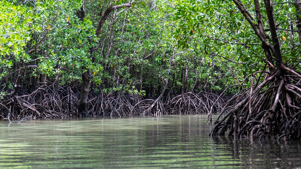 The genome of a Salt-secreting Mangrove Species