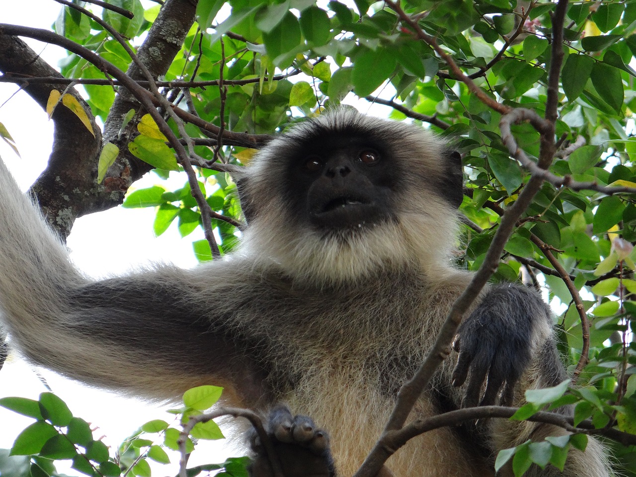 India’s golden langur population estimated at 7,396