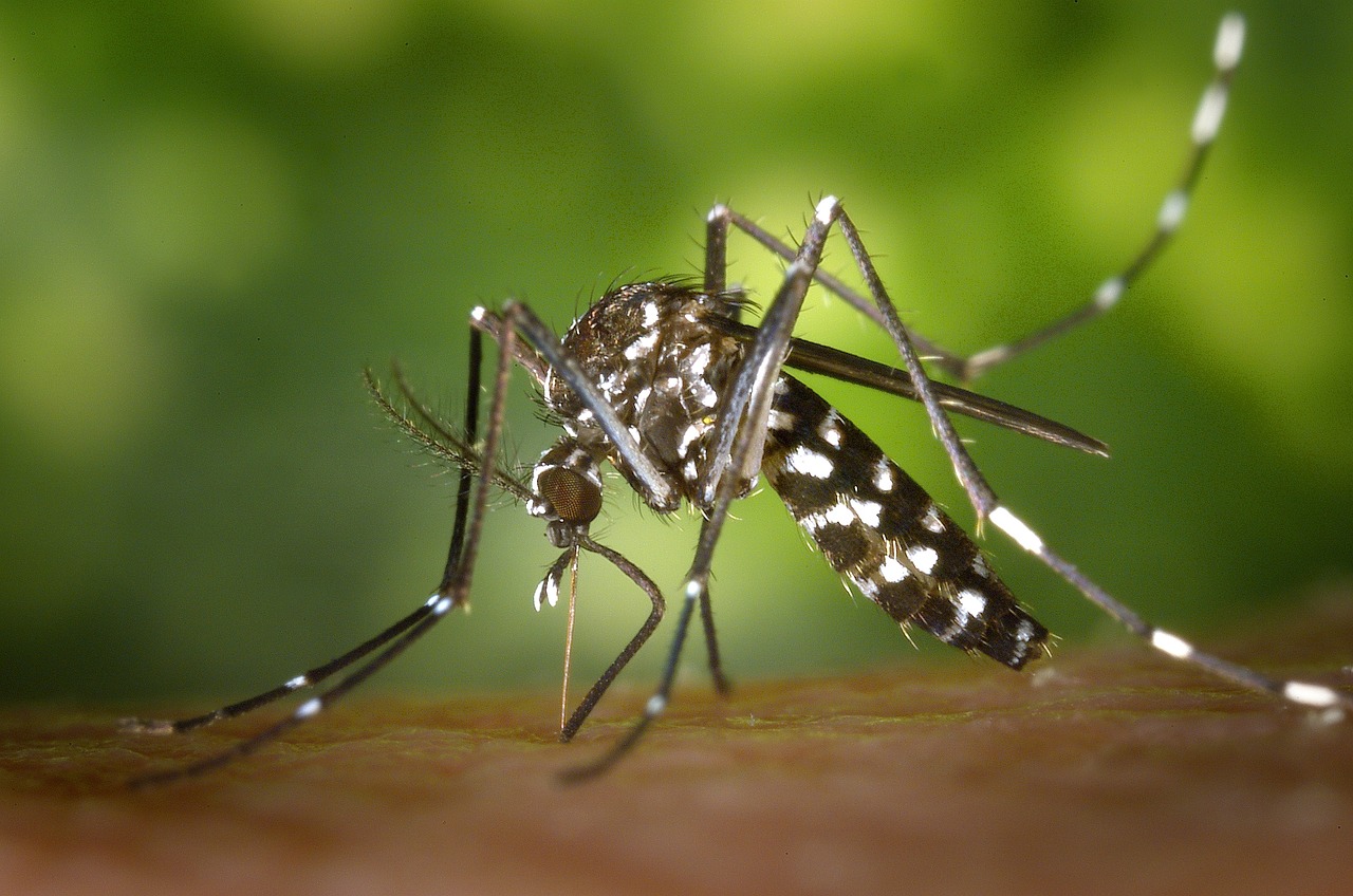 Rare mosquito-borne illness eastern equine encephalitis