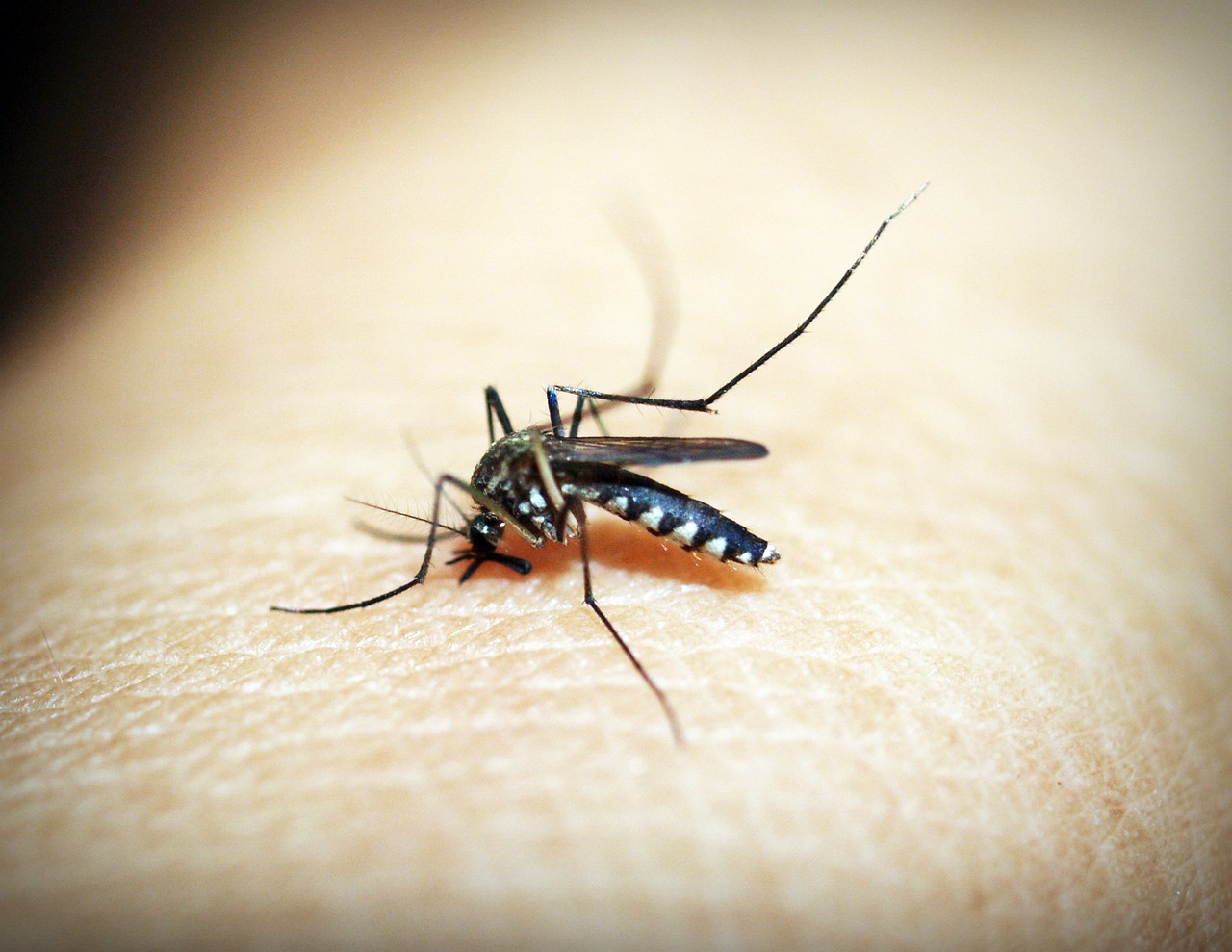 World Malaria Report