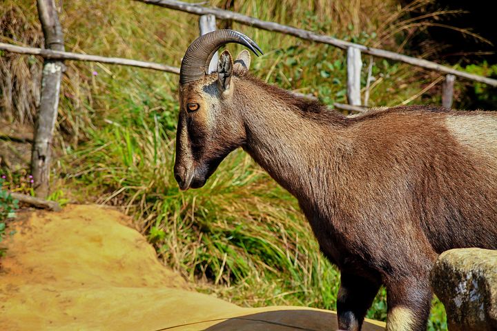 T.N. government sets up Nilgiri Tahr conservation project