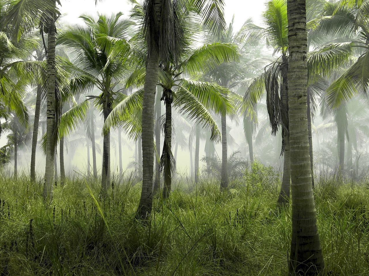 Odisha government will plant palm trees to combat lightning strikes