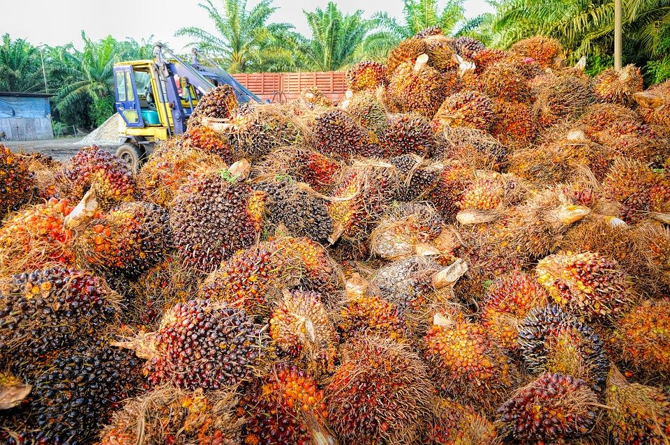 National Mission on Edible Oils – Oil Palm