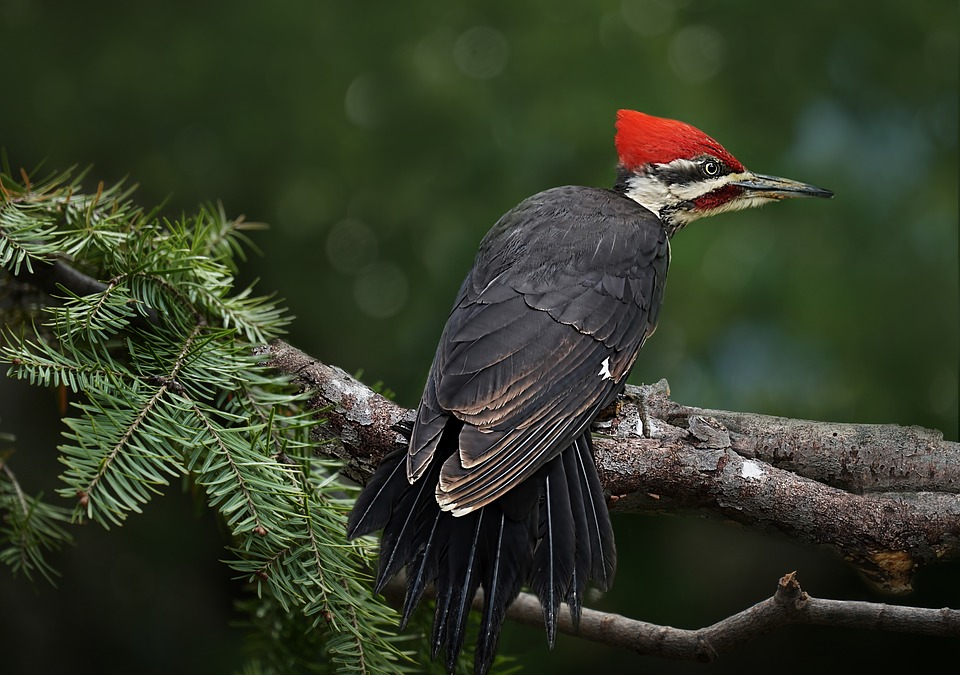 Declining forest bird species in Western Himalaya