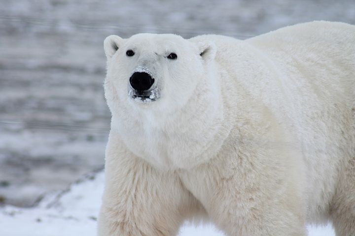 Polar bears are dying at an alarming rate in Canada