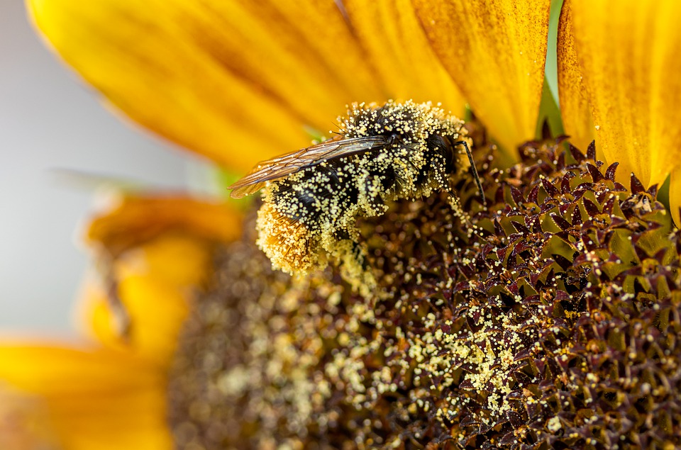 Chandigarh’s first Pollen Calendar