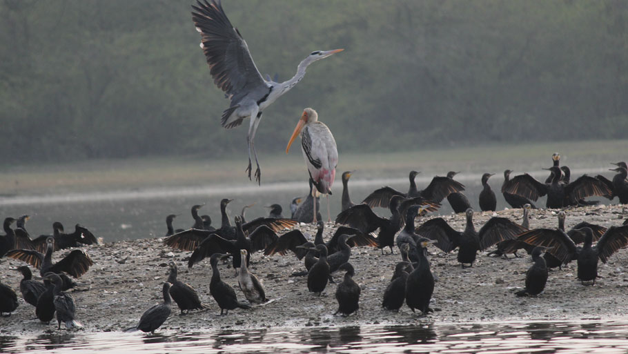 Agra’s Soor Sarovar now Ramsar site