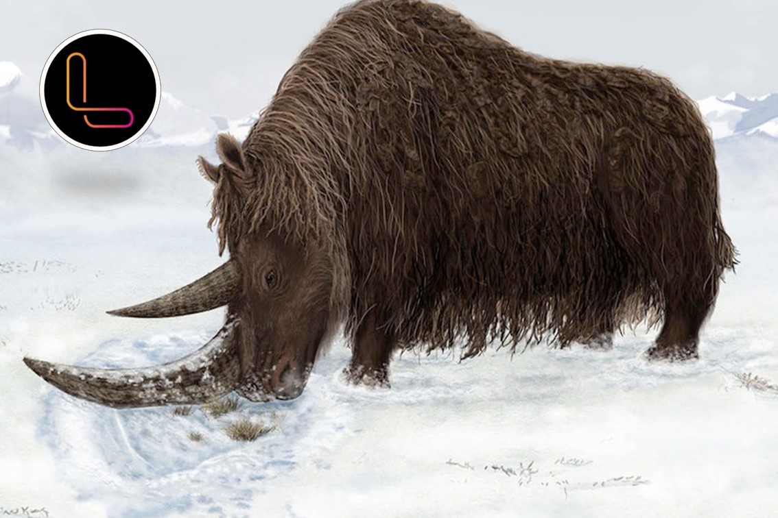 Ice Age woolly rhino