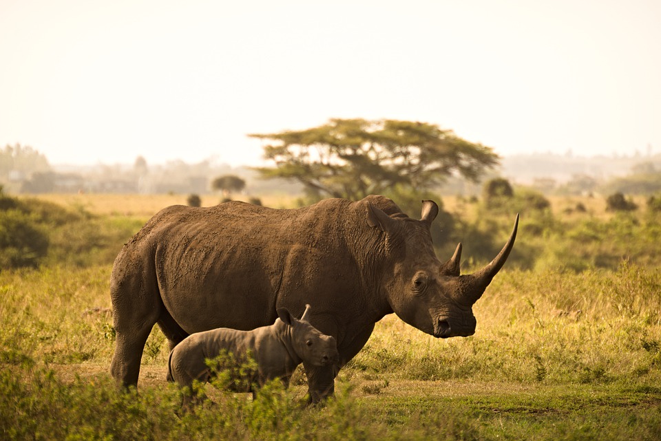 More firepower for Kaziranga guards