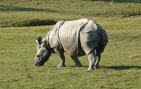 Kaziranga becomes India's first national park to be equipped with satellite phones