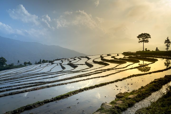 FSSAI notifies comprehensive regulatory standards for Basmati Rice