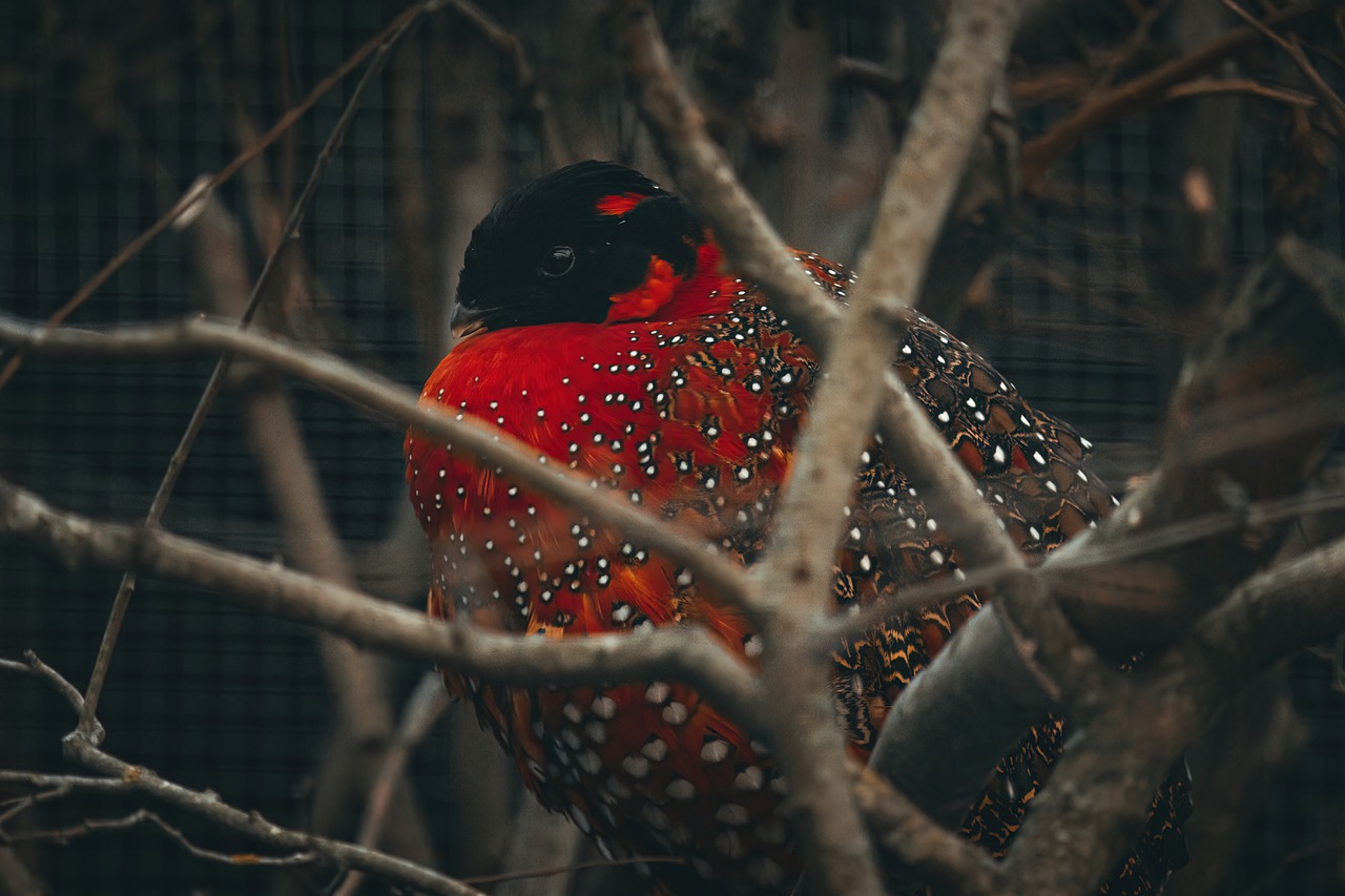 Western Tragopan