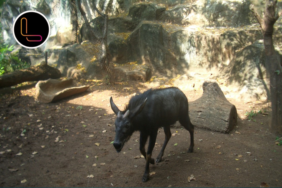 Serow  sighted for the first time in the Himalayan