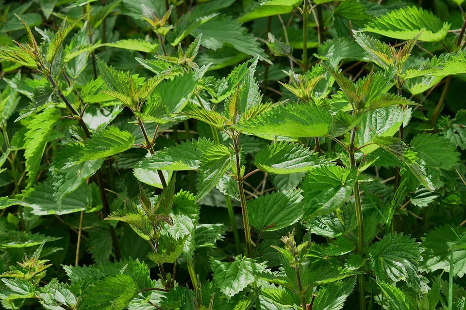 Production of quality planting material of medicinal plants