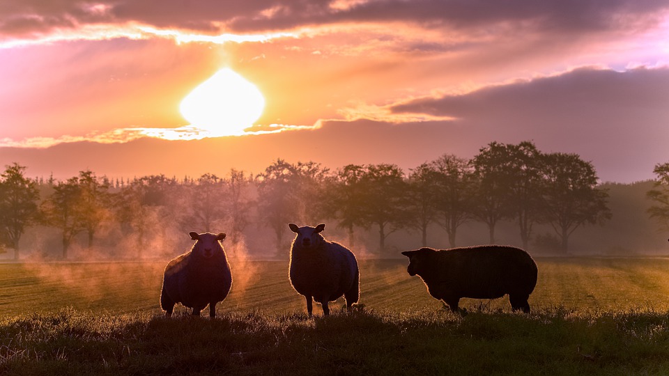 National Digital Livestock Mission Blueprint