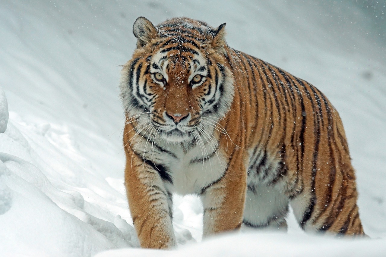 Odisha’s famous black tigers