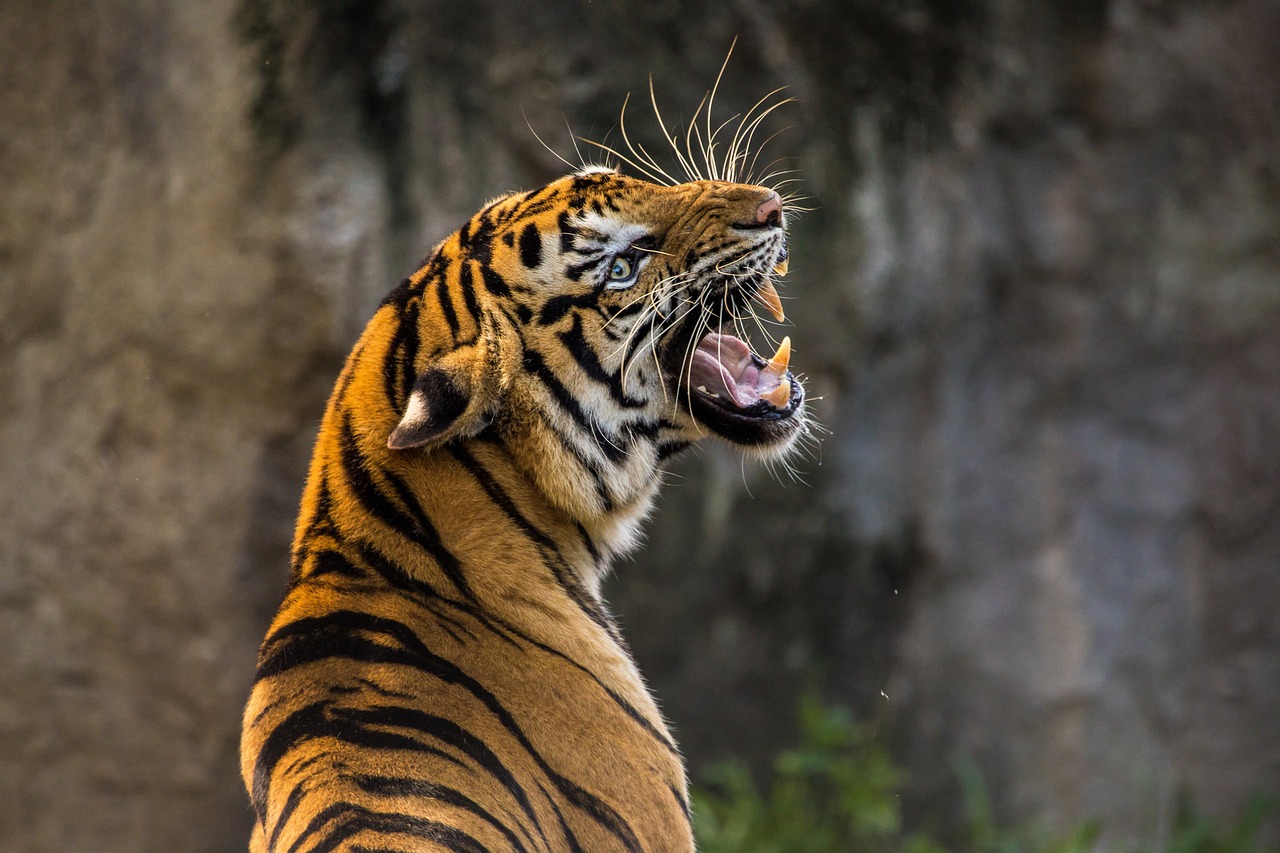 Maharashtra to translocate tigers to Sahyadri reserve