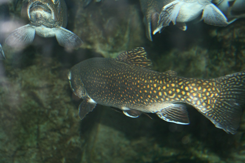 Brackishwater Aquaculture