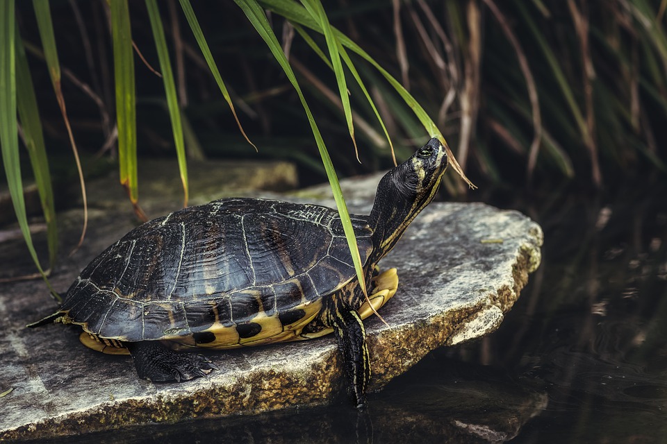 Global award for turtle conservation