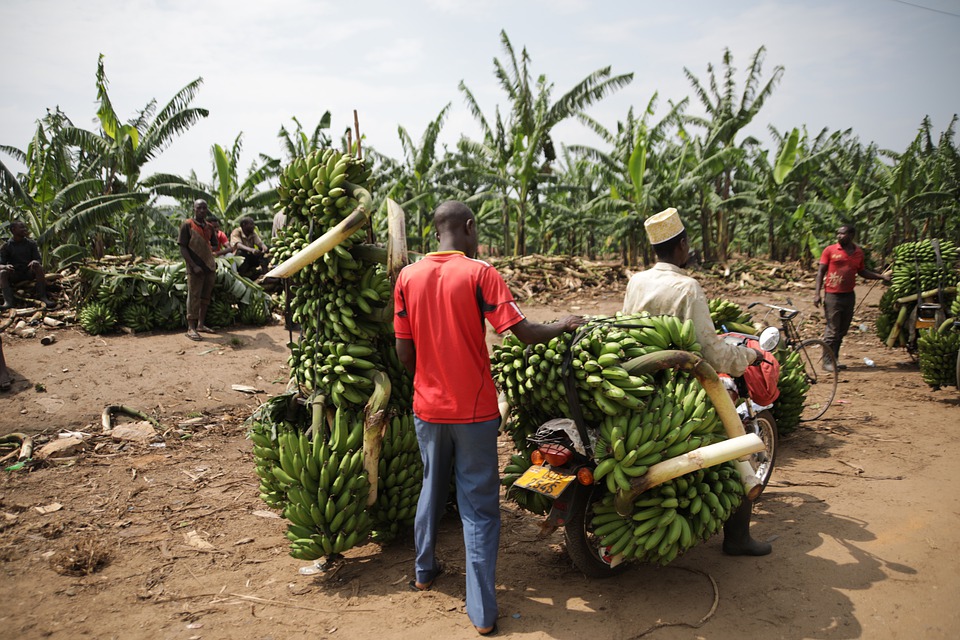 GI certified Jalgaon banana exported to Dubai