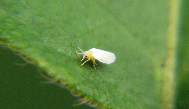 Whiteflies