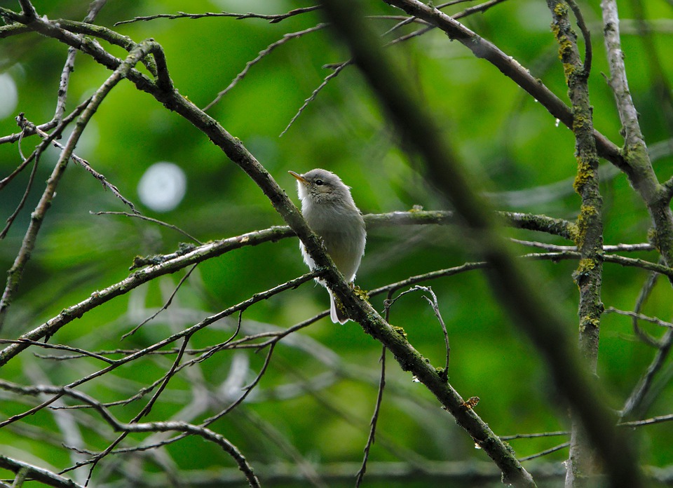 Willow Warbler spotted  first time in country