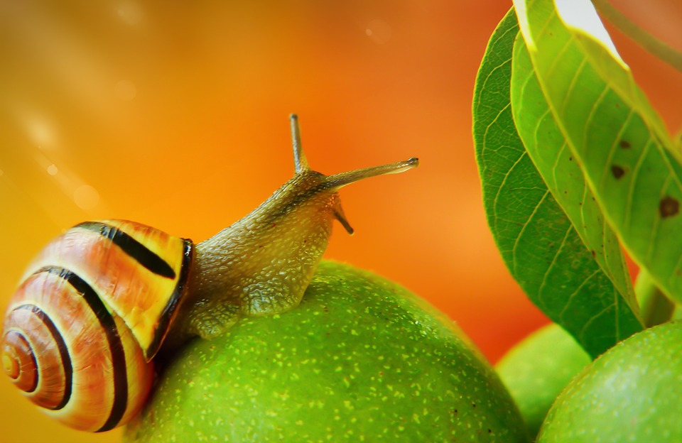 Mollusc species collapsing in eastern Mediterranean