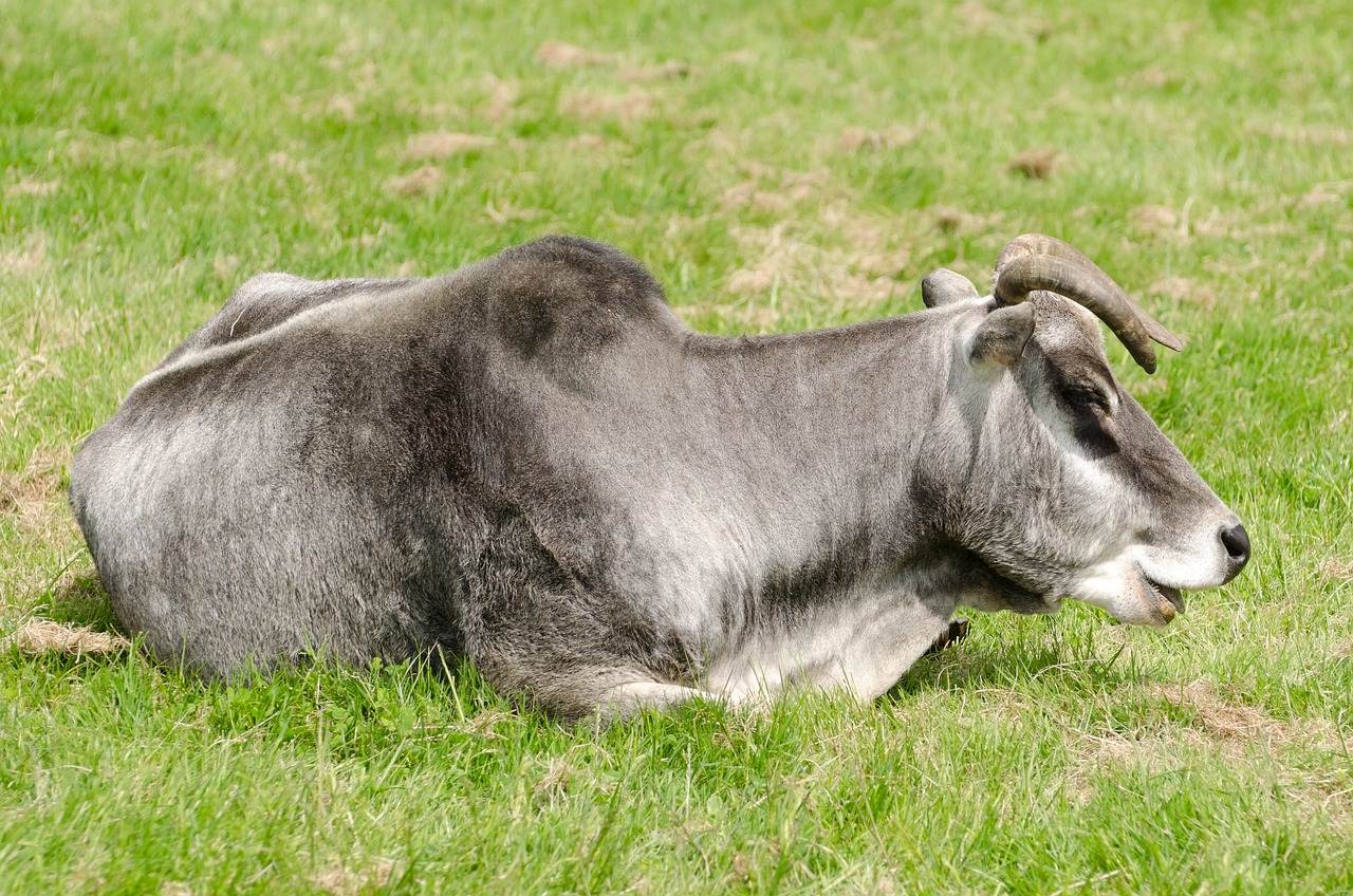 National Programme for Dairy Development