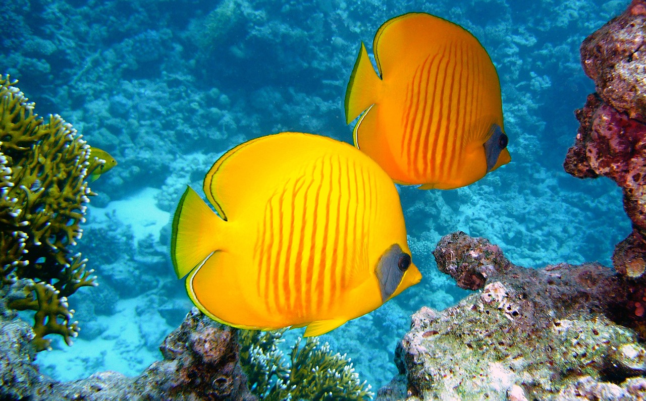 Lakshadweep coral reefs